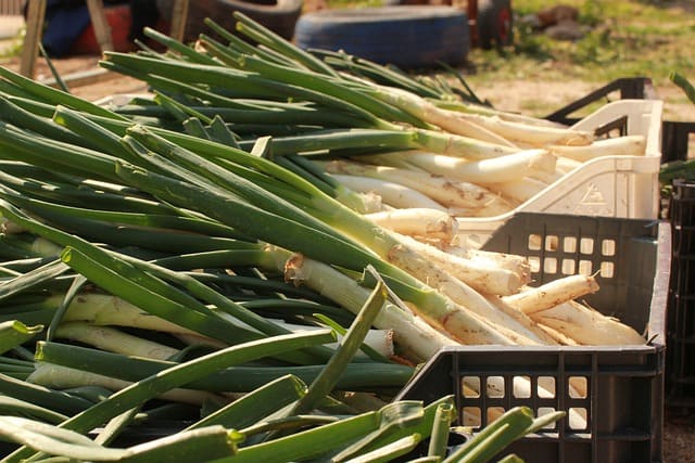 Conoce la historia de la calçotada